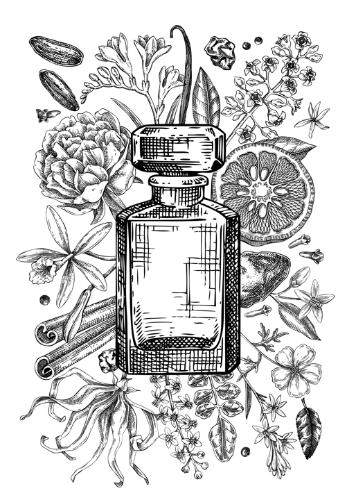 Minimalist perfume brand flyer design. Aromatic plants and flowers hand drawn vector illustration. Perfumery and cosmetics gift card, floral invitation, book cover, poster. NOT AI generated